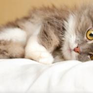 Травмы органов живота у кошек: особенности, симптоматика, помощь Ушиб легких у кота ребенок ударил палкой